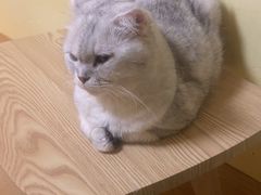 -Meowの猫咖(万家丽店)