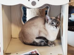 -Cappucimeow猫咪咖啡馆(韦伯时代店)
