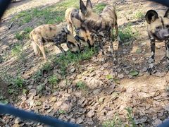 -大连森林动物园