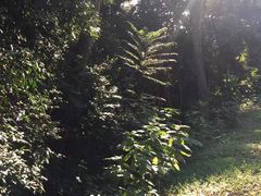 -中国科学院西双版纳热带植物园