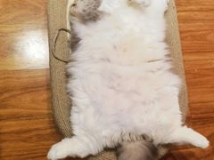 -MOCHA明星猫咖(田子坊店)