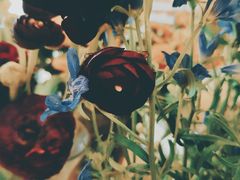 -Jo's Garden