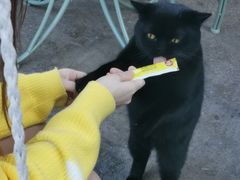 -喵屿·大理花园猫咖