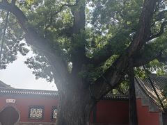 -晋祠公园
