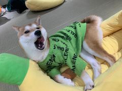 -逗柴咖啡屋·狗咖猫咖宠物桌游