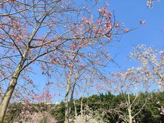 -风云岭森林公园