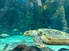 -上海海洋水族馆