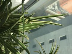 -新湖明珠城