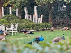 -J Create城市露营咖啡·简餐·宠物(上海动物园店)