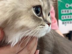 -半岛宠物医院24小时(科华中路店)