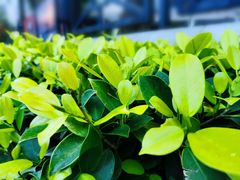 -鼓浪屿内厝澳码头(轮渡站)