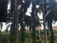 -三亚湾红树林度假世界(木棉酒店)