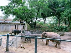 -深圳野生动物园