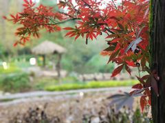 -重庆彩云湖湿地公园