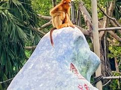 -深圳野生动物园