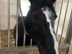 -松声马术俱乐部