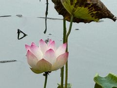 -泗洪洪泽湖湿地景区