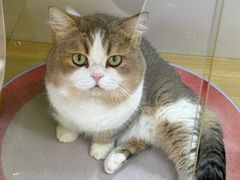 -青奢宠物·青奢猫舍