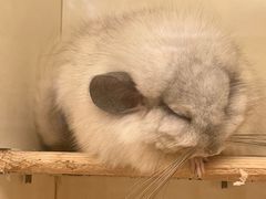 -龙猫仔乐园(惠福东路店)