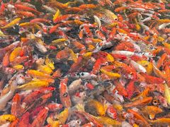 锦鲤池-番禺宾馆丽苑厅