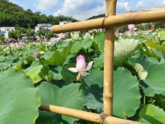 -红山村