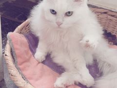 Anne猫窝咖啡屋-Anne猫窝咖啡屋