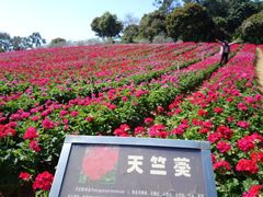 -松山湖梦幻百花洲
