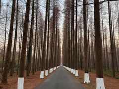 -黄海国家森林公园