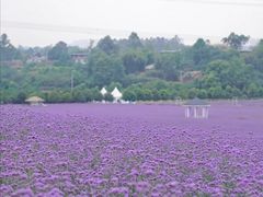 -紫颐香薰山谷景区