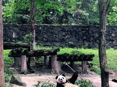 -都江堰中华大熊猫苑