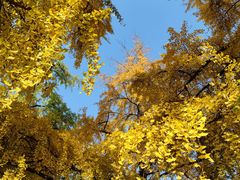 -四川大学(华西校区)