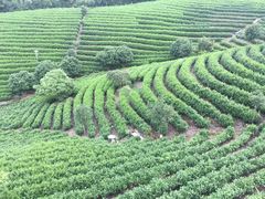 -帐篷客·溪龙茶谷度假酒店