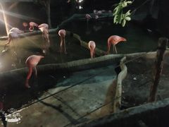 -清迈夜间动物园