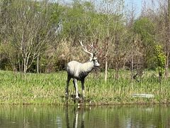 -溱湖国家湿地公园