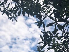 -塘栖枇杷特色园区