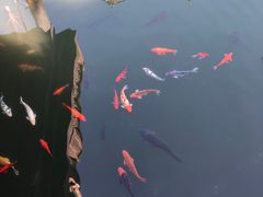 -豫园湖心亭茶楼