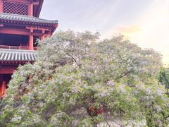 -函谷关历史文化旅游区