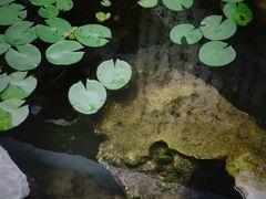 -丫丫蟹庄·苏式园林农家乐·阳澄湖大闸蟹(阳澄湖莲花岛店)