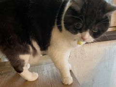 -海边的猫和咖啡馆
