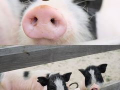 -田园东方蜜桃村的田野营地