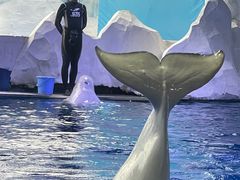 -秦皇岛乐岛海洋王国