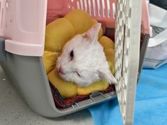 -纳吉亚猫专科动物诊疗中心(蒋宅口分院)