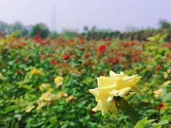 -水西公园