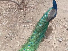 -新疆天山野生动物园