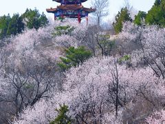 -白水寺森林公园