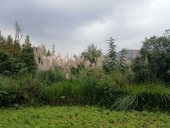 -白鹭湾湿地公园