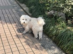 -神仙树公园