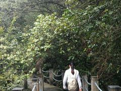 -九龙江国家森林公园