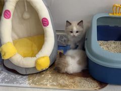 -糯米喵星人总部直营旗舰店·猫舍·幼猫出售