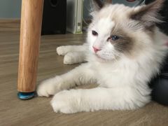-十年猫舍·猫咪专门店(普陀店)